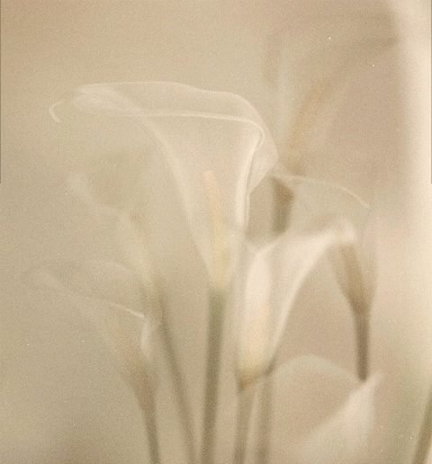 Flores blancas en tonos arena, desenfocadas