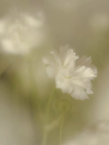 Flor blanca desenfocada sobre un fondo verde suave